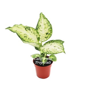 Dieffenbachia Amy - 4&#39;&#39; from California Tropicals