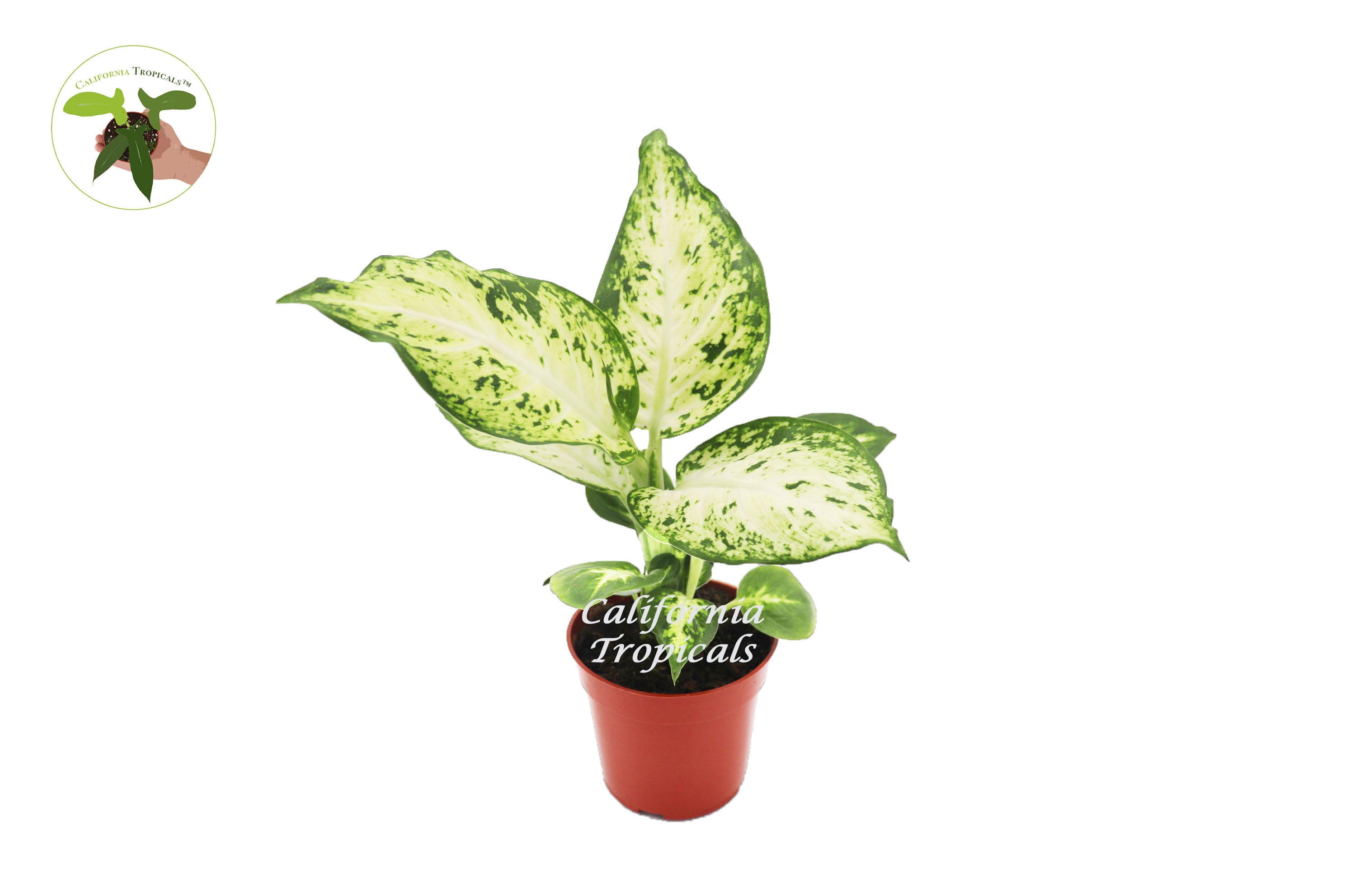 Dieffenbachia Amy - 4'' From California Tropicals - Etsy