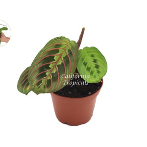 May include: A potted Maranta leuconeura plant, also known as a prayer plant, with green leaves and red veins. The plant is in a brown plastic pot. The text "California Tropicals" is visible on the pot.