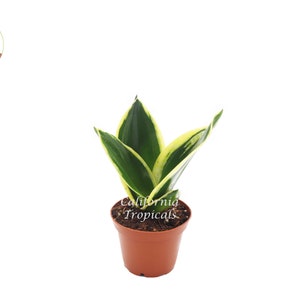 Sansevieria Black Gold - 2&quot; from California Tropicals