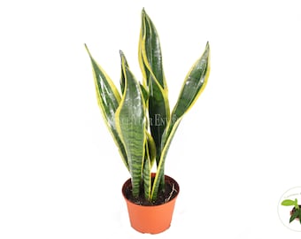 May include: A potted snake plant with upright, sword-like leaves. The leaves are a deep green with yellow edges. The plant is in a small, brown plastic pot. The background is plain white.