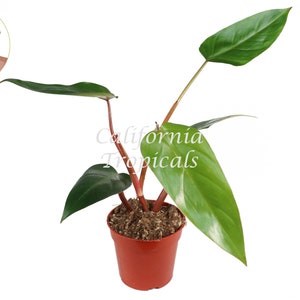 Philodendron Emerald Red - 4'' from California Tropicals