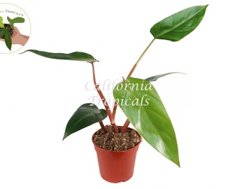 Philodendron Emerald Red - 4'' from California Tropicals