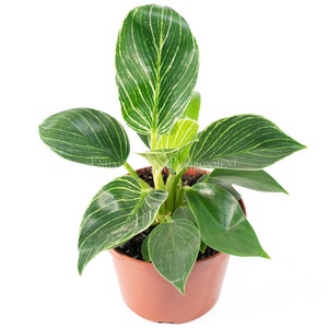 May include: A small potted plant with green and white striped leaves. The plant is in a brown plastic pot.