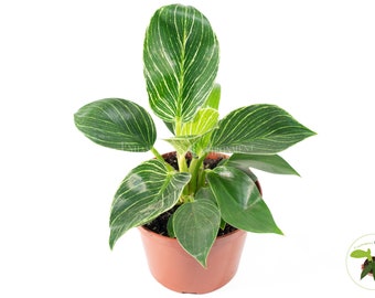 Birkin Philodendron Variegated- 6" from California Tropicals