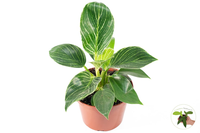 May include: A small potted plant with green and white striped leaves. The plant is in a brown plastic pot.
