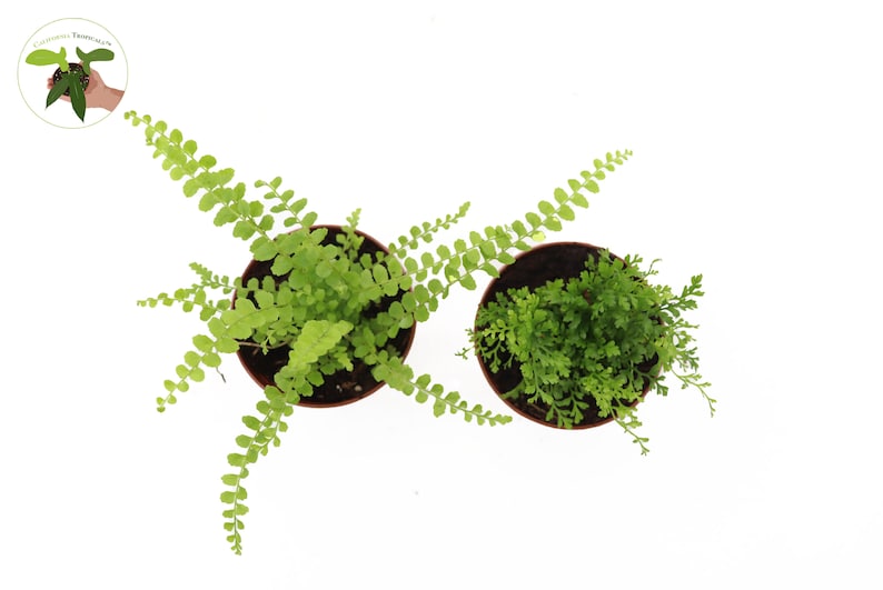 California Tropicals Fern