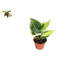 Philodendron Brazil - 2.5" from California Tropicals