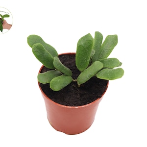 Rare Hoya Rotundiflora 4&quot; from California Tropicals