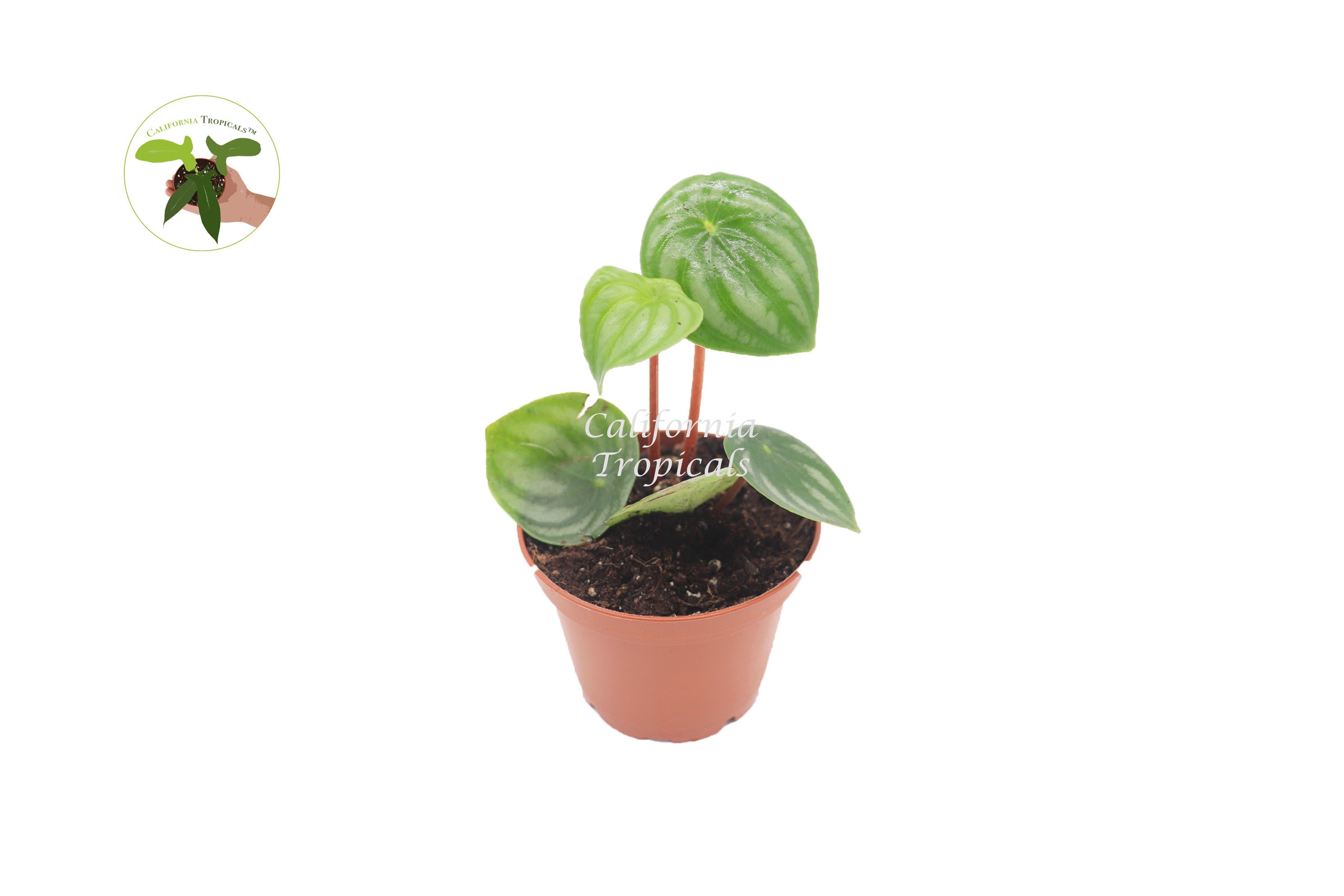Watermelon Peperomia - 2'' from California Tropicals