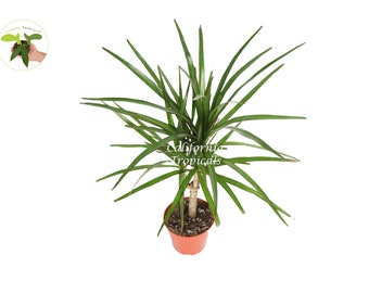 Caña Dracaena Marginata -4'' de California Tropicals