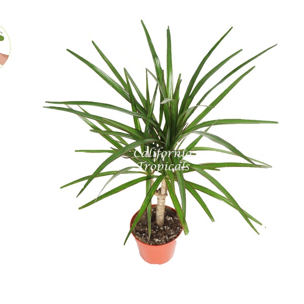 Dracaena Marginata Cane  -4'' from California Tropicals