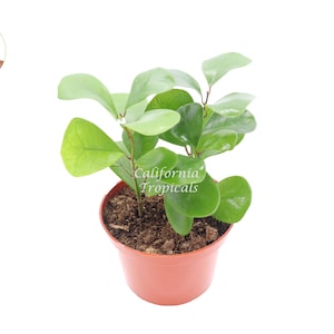 May include: A small potted plant with vibrant green, rounded leaves. The plant is in a terracotta-colored pot filled with soil. The image includes the text "California Tropicals".