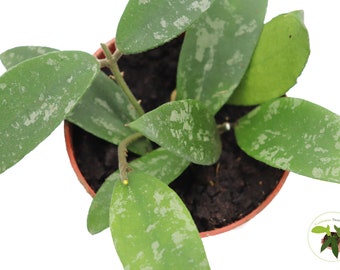 Rare Hoya Phuwuaensis - 4'' from California Tropicals