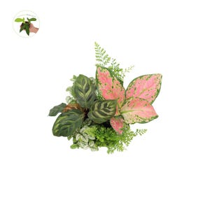 California Tropicals Mini House Plants, 6-Pack Assorted, Decorative Foliage Starters, terrariumFairy Garden Plants Many Varieties Plant Set