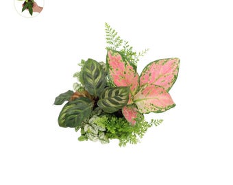 Miniplantas de interior California Tropicals, paquete de 6, surtido de plantas de follaje decorativas para iniciar, terrario, juego de plantas de muchas variedades para jardín de hadas