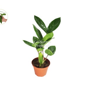 ZZ Plant - 2&quot; from California Tropicals