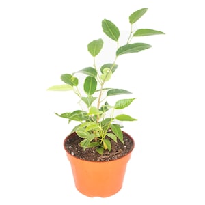 Ficus Benjamina Variegated - 4&quot; from California Tropicals