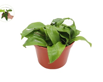 Hoya Rigida - 6'' from California Tropicals