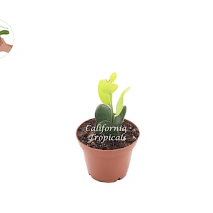 May include: A small potted plant with green and yellow leaves. The plant is in a brown plastic pot with drainage holes. The pot has the text "California Tropicals" printed on it.