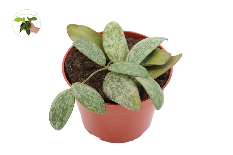 California Tropicals Hoya Sigillatis