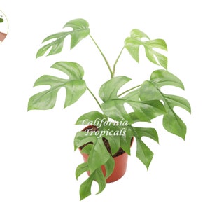 Rhapidophora Tetrasperma (The Rare Mini Monstera) - 6&#39;&#39; from California Tropicals