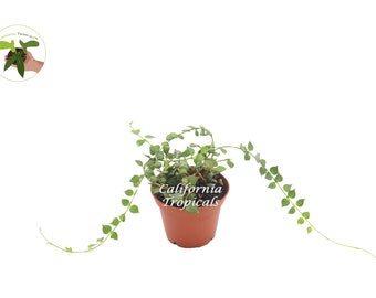 Dischidia Ruscifolis (Million Hearts) - 2" from California Tropicals