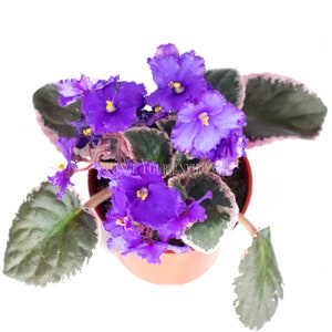 Saintpaulia - Violeta Africana Variegata- 4&quot; from California Tropicals