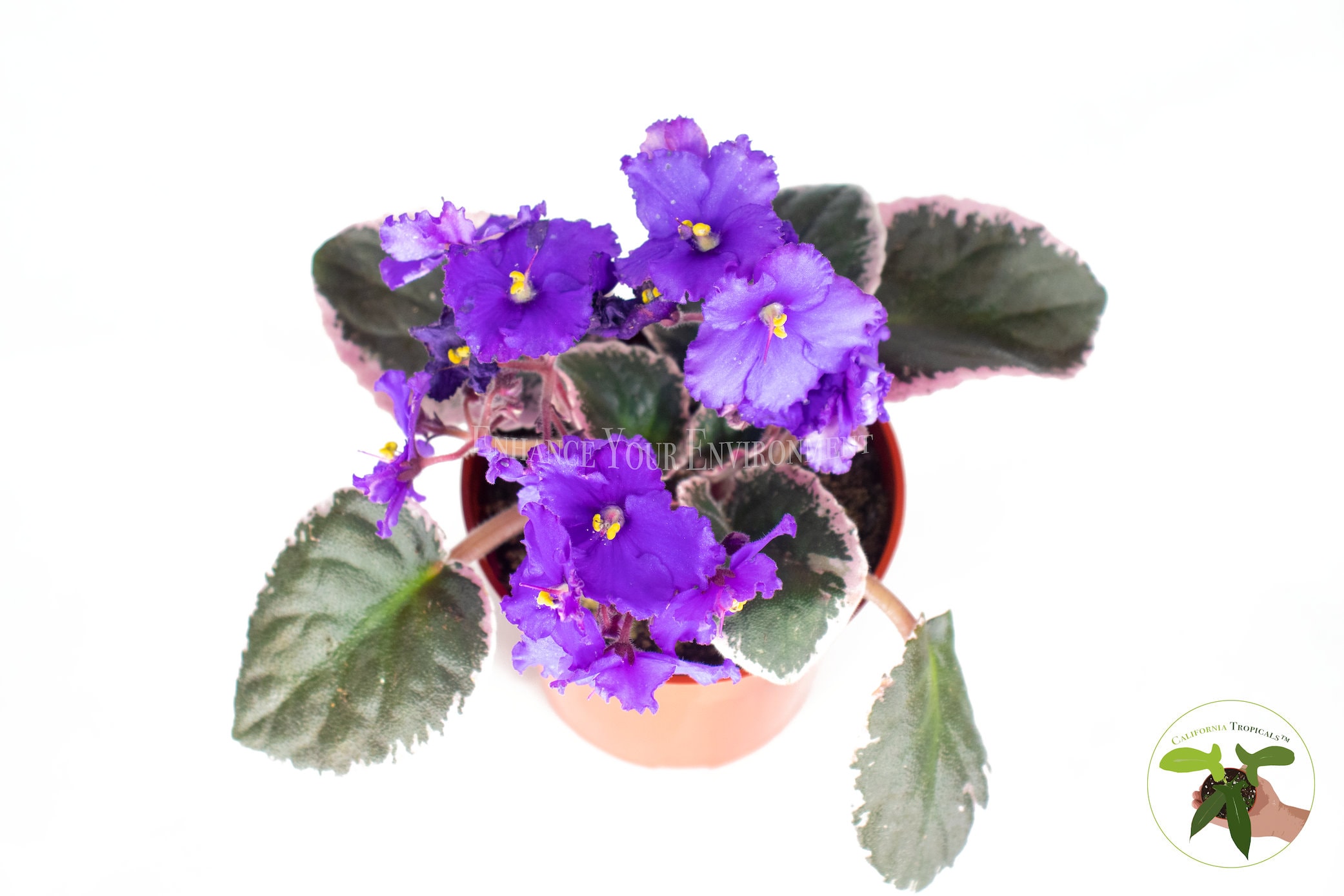 Saintpaulia - Violeta Africana Variegata- 4