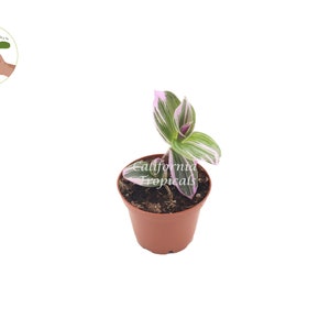 Pink Wandering Jew -Rare Nanouk - 2"  from California Tropicals