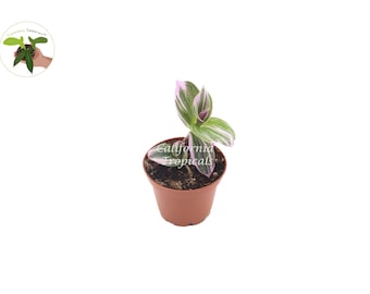 Pink Wandering Jew -Rare Nanouk - 2"  from California Tropicals
