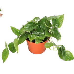 Philodendron Cordatum - 6" from California Tropicals