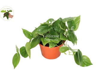 Philodendron Cordatum - 6" from California Tropicals