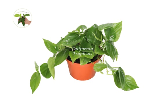 Philodendron Cordatum - 6" from California Tropicals