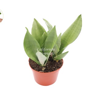 Sansevieria Moonshine- 6'' from California Tropicals