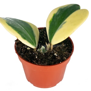 Hoya Kerrii Variegated (Two Leaves) - 4&quot; from California Tropicals