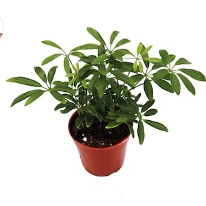 Schefflera Arboricola Umbrella Tree - 4" from California Tropicals