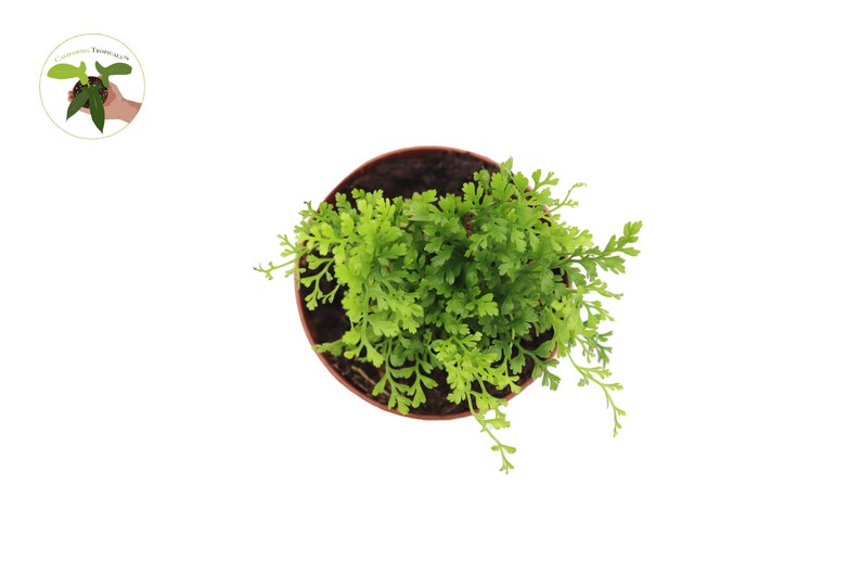 California Tropicals Fern - Thumbnail 2