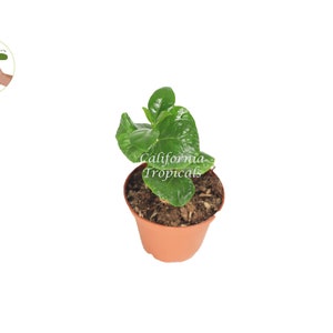 Arabica Coffee Plant - 2&#39;&#39; from California Tropicals
