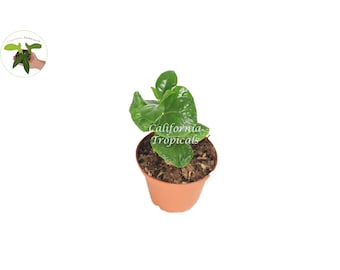 Arabica Coffee Plant - 2'' from California Tropicals
