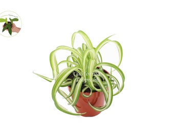 Bonnie Curly Spider Plant - 4'' from California Tropicals