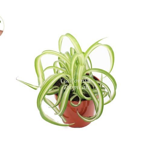 Bonnie Curly Spider Plant - 4'' from California Tropicals