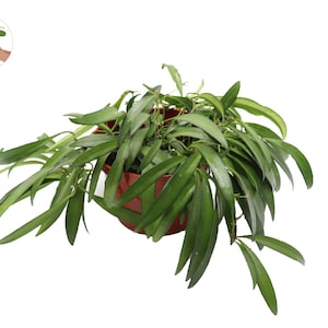 Hoya Kentiana Narrow leaf wax plant 6&#39;&#39; - from California Tropicals