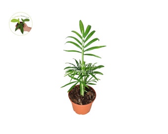 Victorian Parlor Palm (Neanthe Bella Palm) - 2&#39;&#39; from California Tropicals