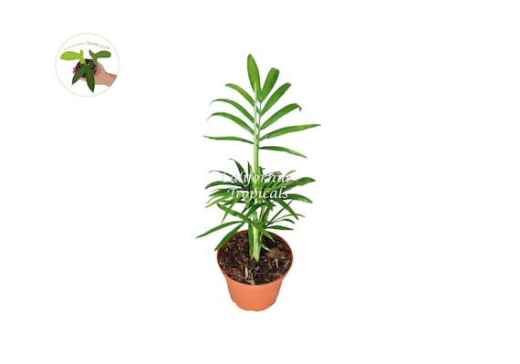baby's necklace succulent Crassula Baby Necklace