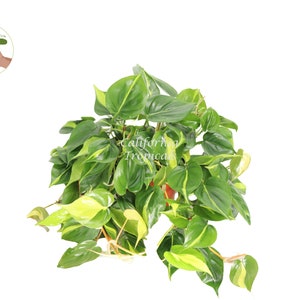 Philodendron Brazil - 8&quot; from California Tropicals
