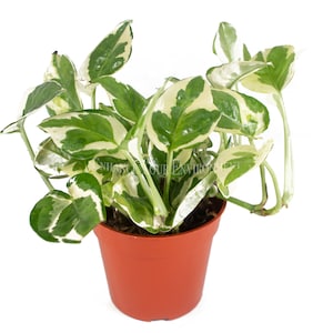 Pothos ('N Joy')  - 4'' from California Tropicals