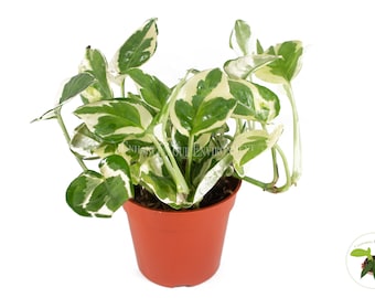 May include: A small potted plant with variegated leaves in shades of green and white. The plant is in a terracotta pot.