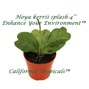 Hoya Kerrii Splash Long stem - 4&#39;&#39; from California Tropicals