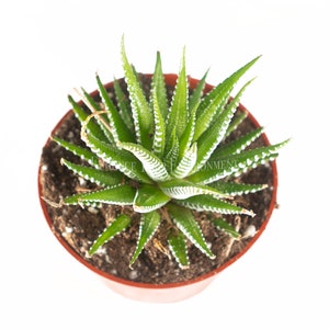 Haworthia Zebra 4 from California Tropicals image 2